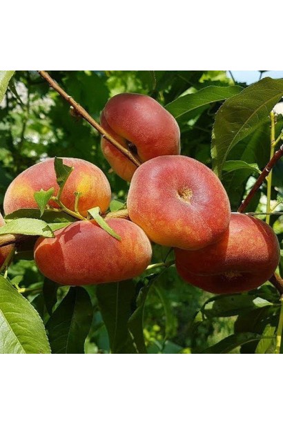 Персик інжирний Пінк Рінг — плоскі рожеві плоди на гілці